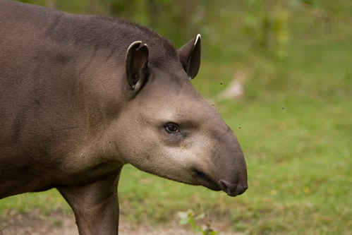 Tapir