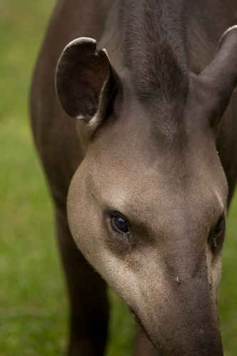 Tapir