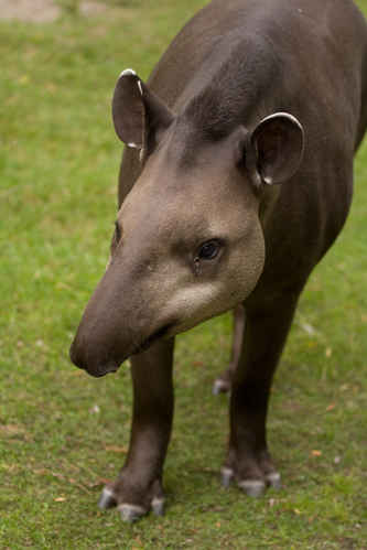 Tapir