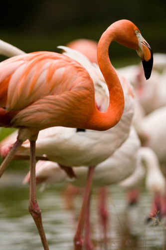 Vykort parkenzoo2080719