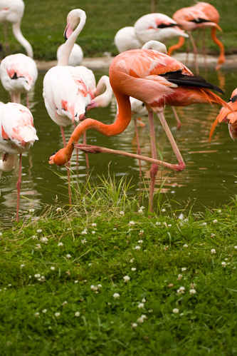 Flamingos vid vatten