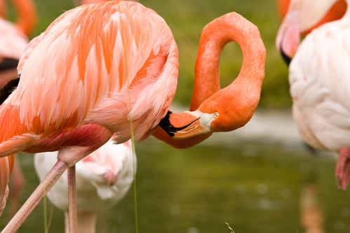 Flamingos
