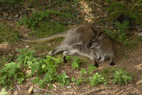 Vykort parkenzoo2080719