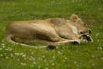 parkenzoo2080719-12.jpg