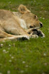 parkenzoo2080719-13.jpg