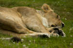 parkenzoo2080719-14.jpg