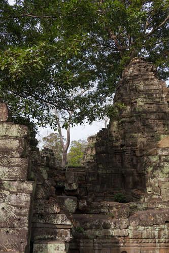 Tempelruiner Ta Prohm
