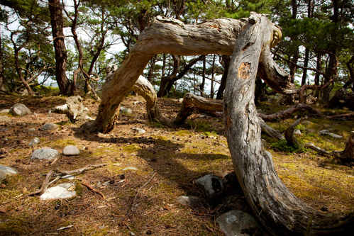 Vykort trollskogen