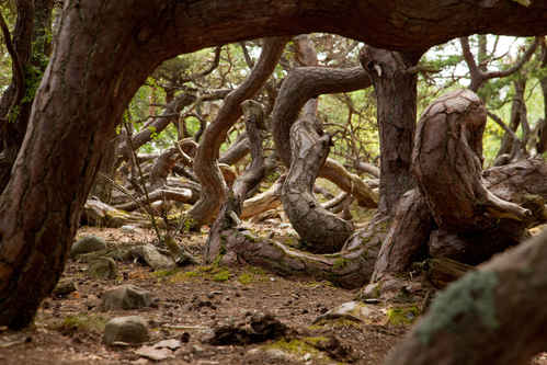 Vykort trollskogen