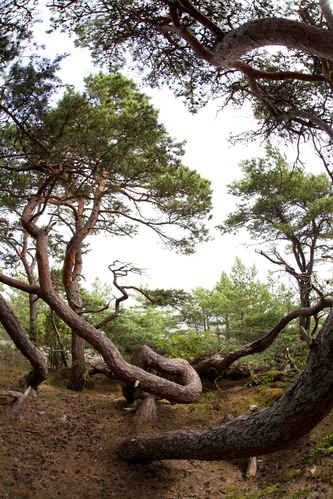 Trollskogen