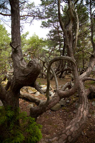 Vykort trollskogen