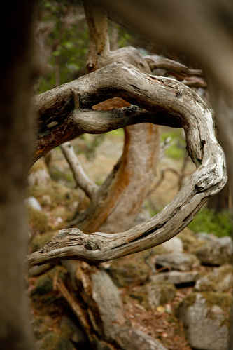 Vykort trollskogen