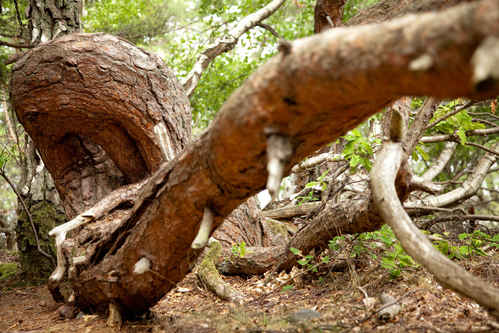 Vykort trollskogen