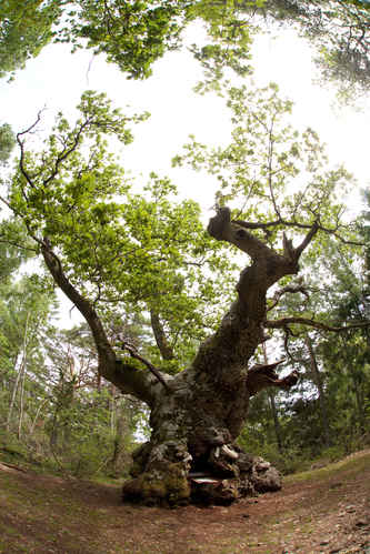 Vykort trollskogen