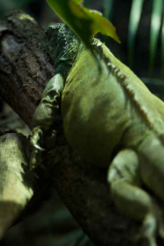 Leguan