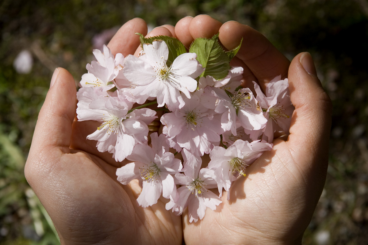 Gratis Bilder P Blommor Fritid Gratis Bilder P Blommor Fritid