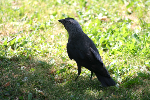 Gratis bilder på kråka - Fåglar