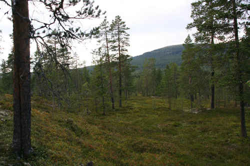 Barrskog