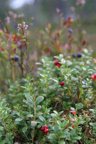 Lingon och blåbär