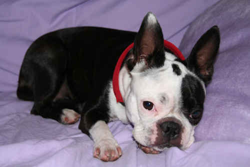 Boston terrier som vilar sig
