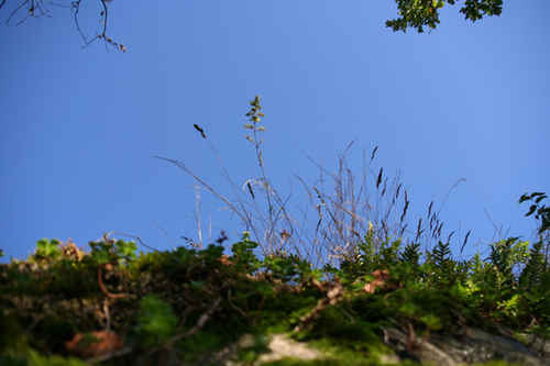 Gräs mot en blå himmel