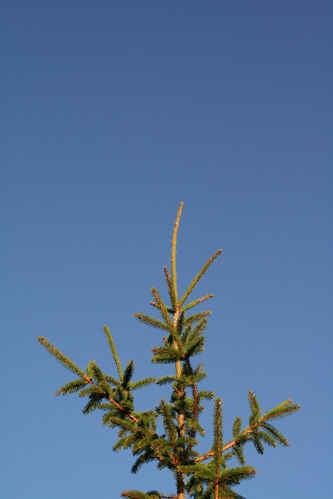 Gran mot den blåa himmelen