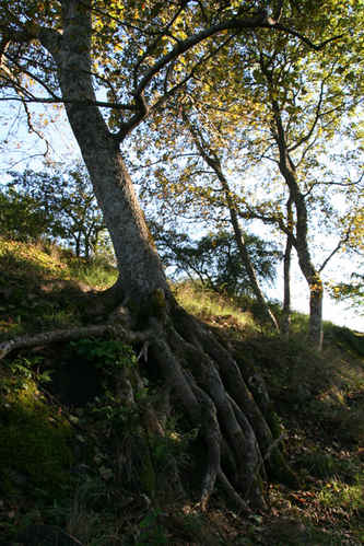 Träd med grova rötter