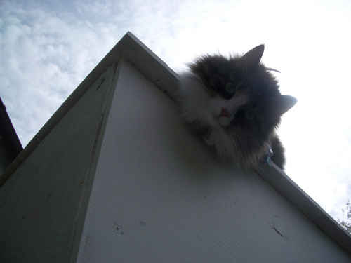 En katt på tak