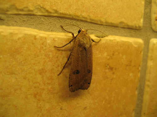 Vykort Nattfjaeril