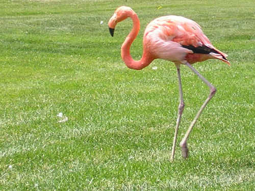 Flamingo