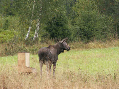 Älg