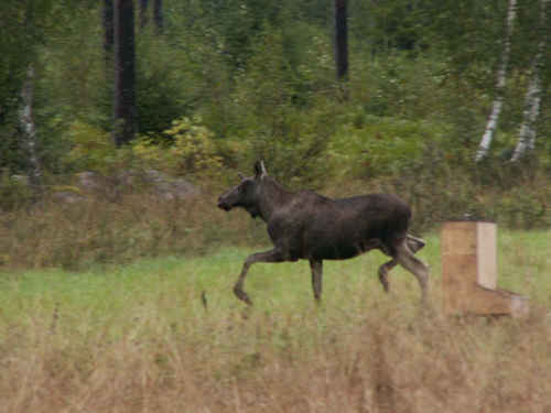 Älg