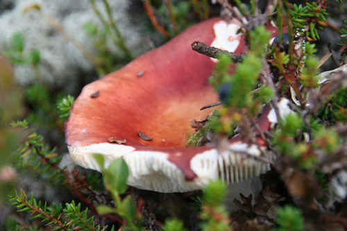 Röd Svamp