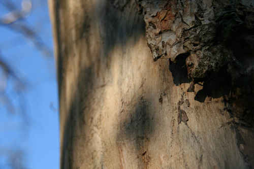 Träd som förlorat bark