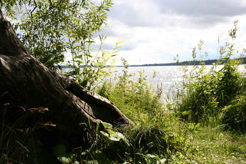 Trädstam vid vatten