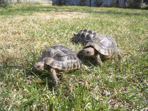 Tre stycken landsköldpaddor