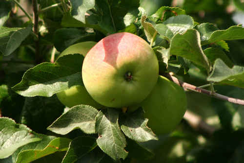 Äpple