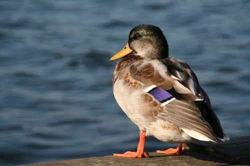 And som står på en brygga