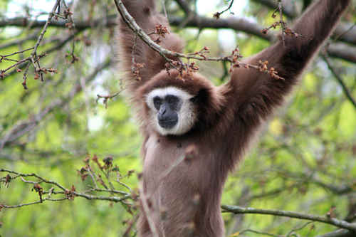 vithandad gibbon