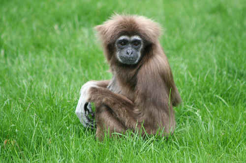 vithandad gibbon apa träd