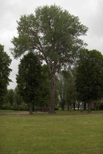 Stort träd sommartid