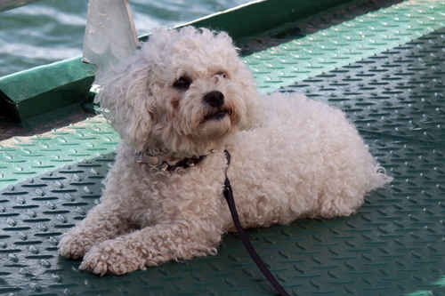 bichon frise