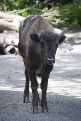Bison