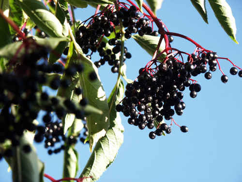 Träd med blåa bär