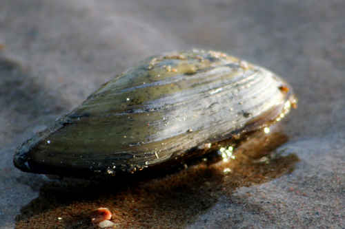 Vykort blaamussla_sand