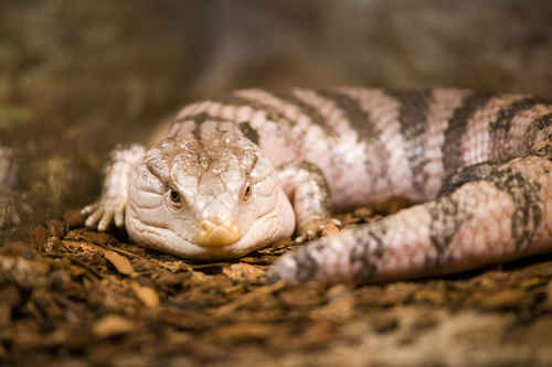 Blåtungad Skink