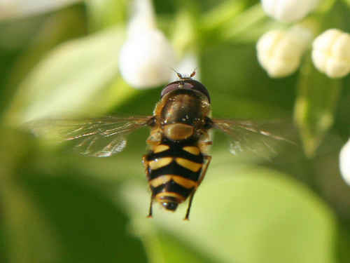 Blomfluga flyger