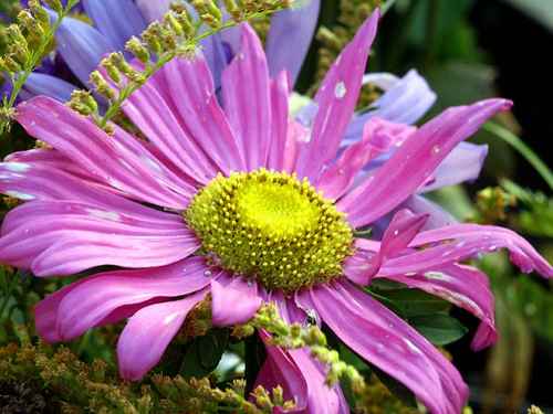 Blomma