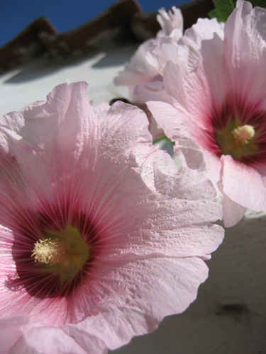 Blommor på en fasad