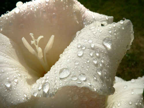 Blöt blomma efter regn